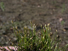 Eleocharis parvula