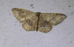 Idaea halmaea