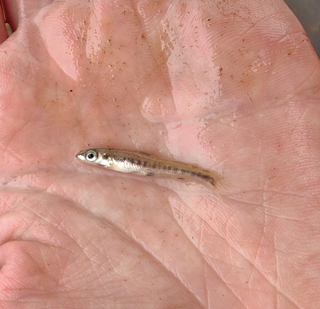 Slender darter tetra (Nannocharax gracilis) — Distichodontidae
