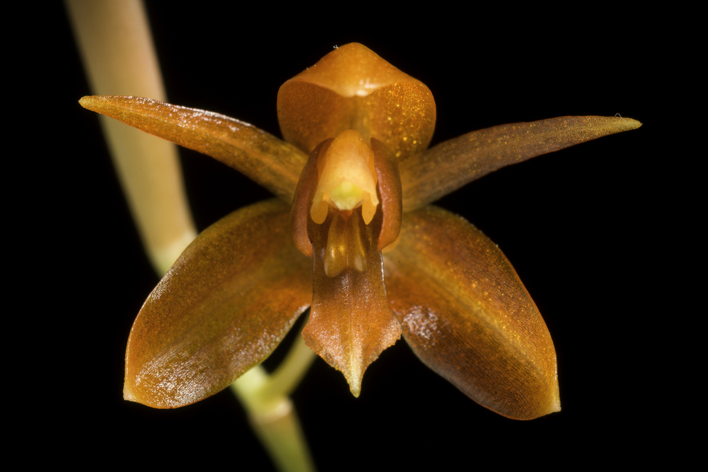 Coelogyne longirachis