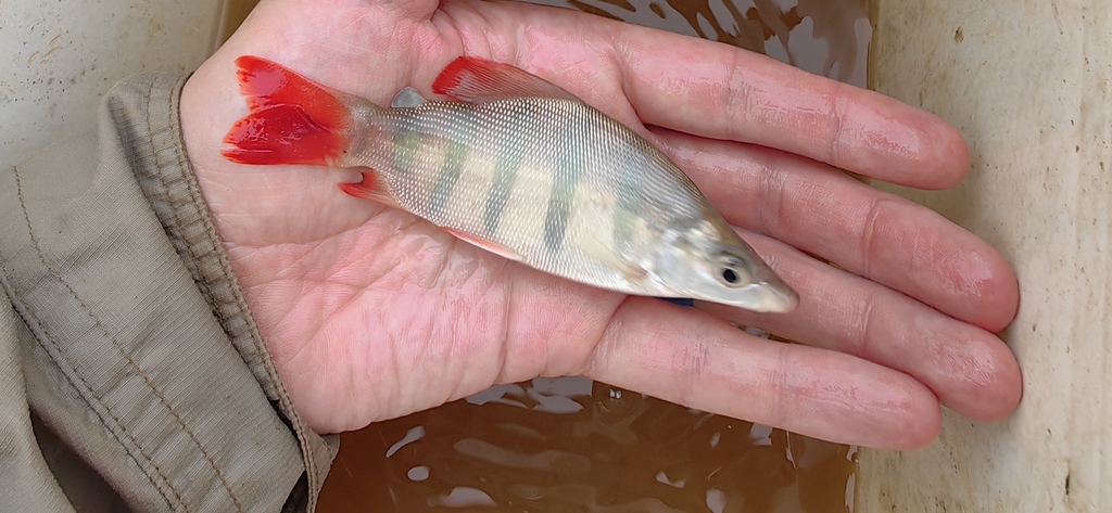 Long-snouted distichodus (Distichodus lusosso) — Distichodontidae