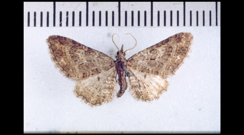 Pasiphila heighwayi