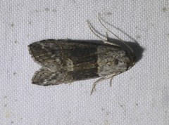 Calathusa hypotherma