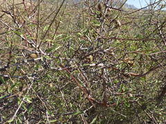 Amygdalus