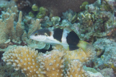 Thalassoma nigrofasciatum