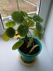 Pilea peperomioides