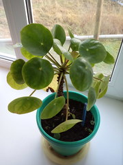 Pilea peperomioides