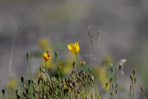 Dwarf poppy (Oreomecon alpina)