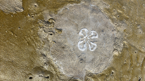 Southern Moon Jelly photographed in Louisiana