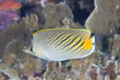 Chaetodon pelewensis