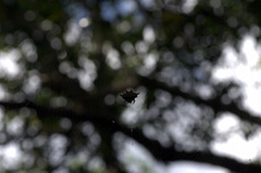 Gasteracantha sanguinolenta