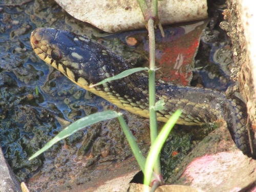 Mossoro Smooth Snake