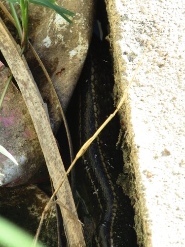 Mossoro Smooth Snake