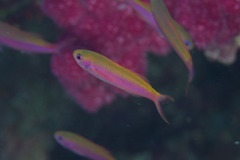 Luzonichthys waitei