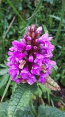 Betonica hirsuta