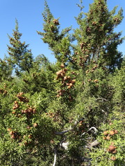 Juniperus turbinata