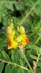 Astragalus penduliflorus