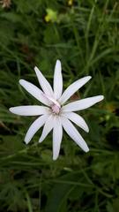 Scorzonera rosea