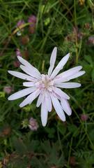 Scorzonera rosea