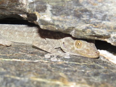 Ptyodactylus orlovi