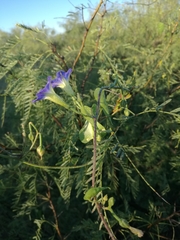 Ipomoea parasitica
