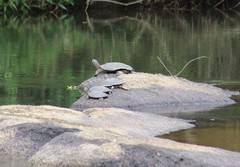 Phrynops williamsi