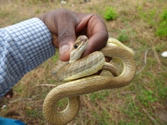 Psammophis afroccidentalis