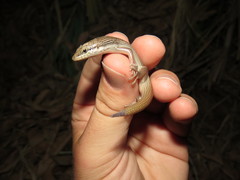 Trachylepis tessellata