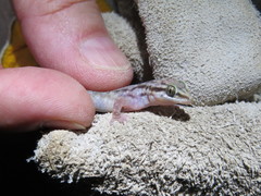 Hemidactylus robustus