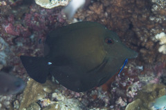 Zebrasoma scopas