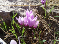Cyclamen graecum