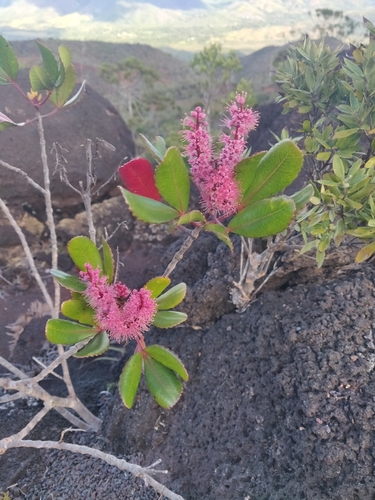 Cunonia vieillardii observed 2025-08-05