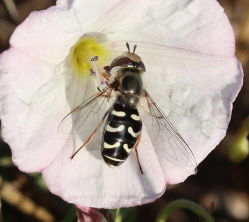 Unknown species found near Lake County, MT, USA