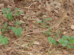 Latastia longicaudata