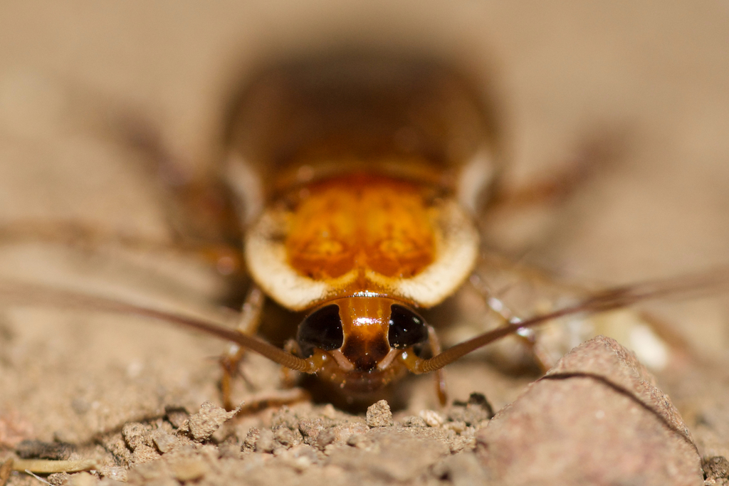 Turkestan cockroach (Shelfordella lateralis)