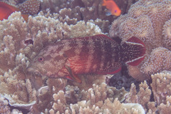 Cephalopholis urodeta