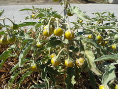Solanum elaeagnifolium