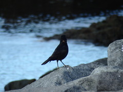 Turdus merula azorensis