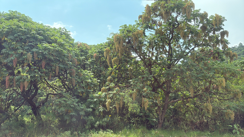 African Redwood