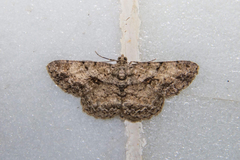 Psilalcis galsworthyi