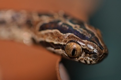 Boiga multomaculata