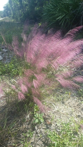 Gulfhairawn muhly (Muhlenbergia sericea)