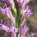 Liatris quadriflora - Photo (c) Jay Horn, algunos derechos reservados (CC BY), subido por Jay Horn