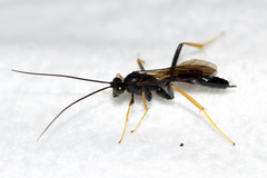 Exetastes suaveolens