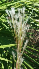 Andropogon floridanus