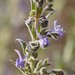 Trichostema lanceolatum - Photo 由 Eric Koberle 所上傳的 (c) Eric Koberle，保留部份權利CC BY-NC