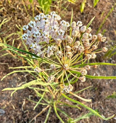 Narrow-leaf Milkweed fruiting