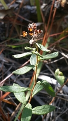 Crocanthemum corymbosum image