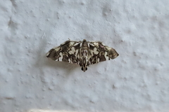 Chabula acamasalis