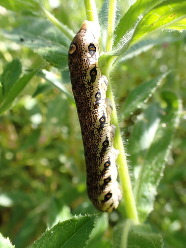 Proserpinus proserpina